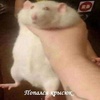 it_is_rat