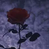 life_293