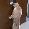 bambouzzled