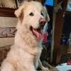 purddyandpals