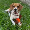 beagle.ahsoka