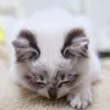 ngocnguyenmeow