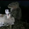 poker.rat