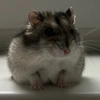 hamster_shugarik