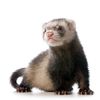 ferretsgalore9