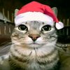 sinm_8