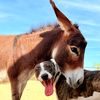 desert_blossom_donkeys