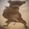 doggokum