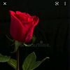 almamarcela0969