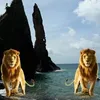 elanguchy
