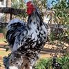 🐓🥚🐣🤍حظائر البصال🤍🐣🥚🐓