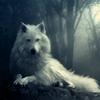 lobo_blanco_21