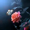 ashi_2808