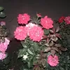 ghhgjygyhgu