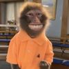 unchainedmonkeyy