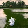 CUỘC SỐNG MỚI