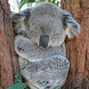 drunk.koala0