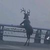 3mber_bocorr