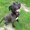 rolf88grauerwolf