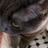 callicatto