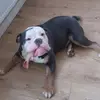 bulldogcrazybkup