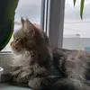 lina_zxhxyshdif