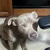 tyson_pit23