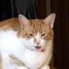anabellascat