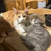 caitlinhare378
