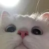 greenteajugaenaa