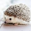 infamous_hedgehog