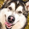 malamutevim