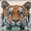 ghostiger