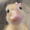 minkny_yyy_