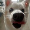 puppyy_tickle