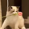 nhakyy11