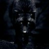 xxxthe_wolfxxx
