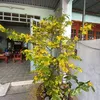 hienng54820453025
