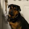 rottiemom1022