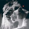 the_lion_king_no1