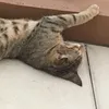ncizfn
