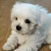 frodothebichon