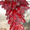 juan_grape2025