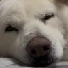 userboyvlcp87c
