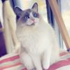moon_and_night_cats