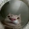 l_shads_l