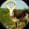 david.nkeishe
