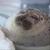 sealmeme5