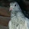 pigeonlover079