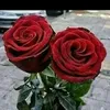 fati26bb